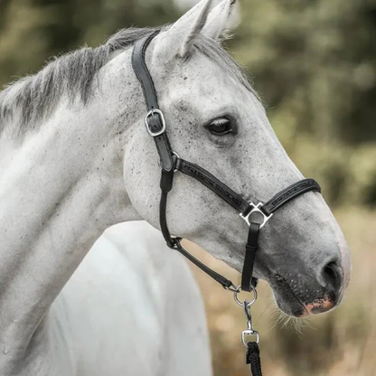 HästJul™ – Nedräkningen för riktiga hästälskare